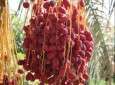 خرما یکی از محصولات استان سیستان و بلوچستان