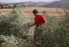 ریشه کن کردن 1200 اصله درخت زیتون توسط رژیم صهیونیستی