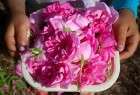 40 میلیون دلار صادرات گلاب ایرانی به بازارهای جهانی