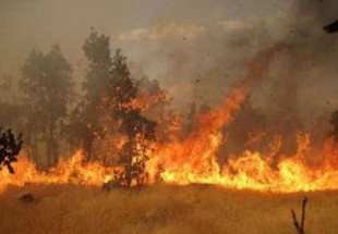 تبرئه فلسطینی‌ها از اتهام آتش سوزی‌های اخیر در مناطق اشغالی