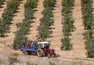 Syrie : les activités agricoles devraient être rapidement relancées