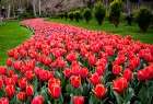 Iran: Le jardin des tulips dans la ville de Karaj  <img src="/images/picture_icon.png" width="13" height="13" border="0" align="top">