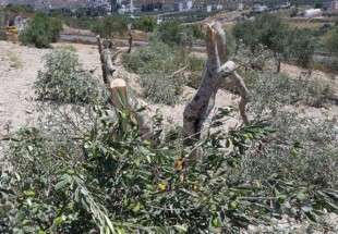 ​انتقامجویی کور صهیونیست ها از باغ های زیتون فلسطینیان