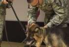 امريكا تكرم كلبا خدم في قاعدة إنجيرليك العسكرية