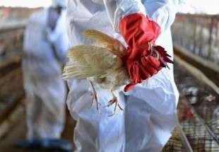 الفلبين تعلن عن أول ظهور لإنفلونزا الطيور وتعدم 400 ألف طائر