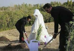 عروس إيرانية تطلب من زوجها غرس 1372 شجرة كمهر لها