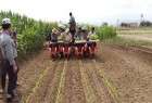 Iran expands overseas farming