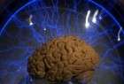 علماء يكتشفون "أنابيب" في الدماغ تخلصه من السموم