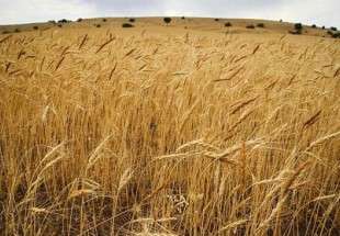 Iran exports macaroni wheat to Italy for first time