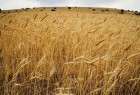 Iran exports macaroni wheat to Italy for first time