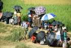 Le gouvernement de la Birmanie récolte les champs des Rohingyas réfugiés au Bangladesh