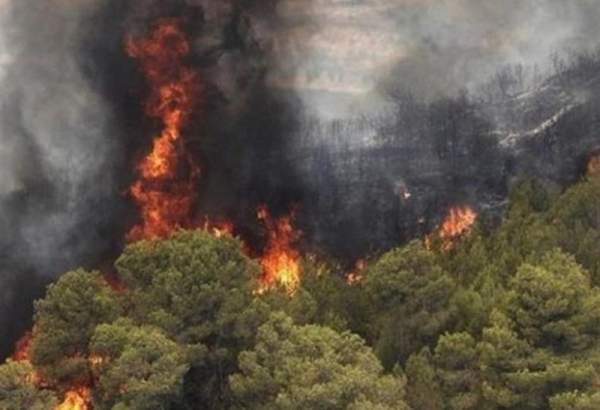 بخشنامه معاون وزیر کشور برای جلوگیری از آتش‌سوزی بوستان‌ها