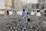 Hajj pilgrims feed pigeons at Great Mosque of Mecca (photo)  
