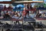 بازار پرندگان در فلسطین  