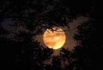 "قمر الغزال".. ثالث بدر عملاق في العام يطل على الأرض