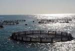 پیش بینی برداشت سه هزار تن ماهی از قفس در آب های هرمزگان