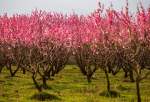 Blossoms bring spring to orchards in Iran’s Golestan province 1 (photo)  