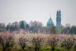 Blossoms bring spring to orchards in Iran’s Golestan province 2 (photo)  