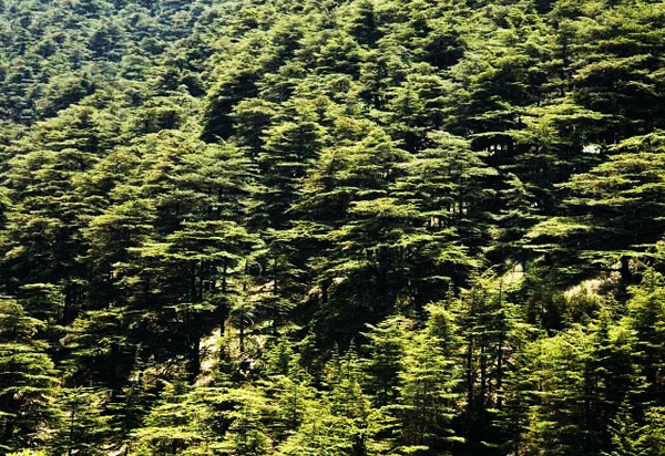 Al- Chouf Cedars