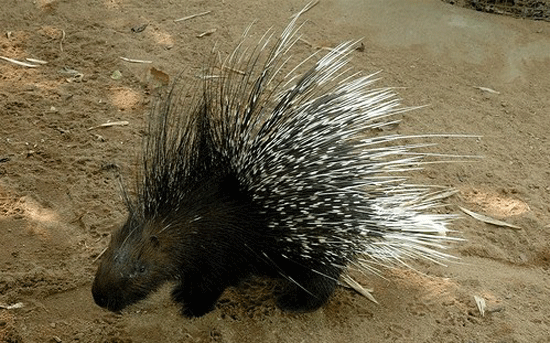 Porcupine