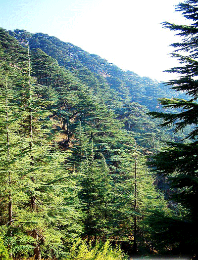 Al- Chouf Cedars