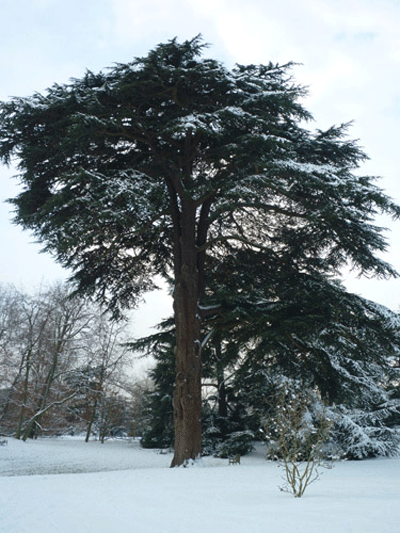 Cedars in Winter