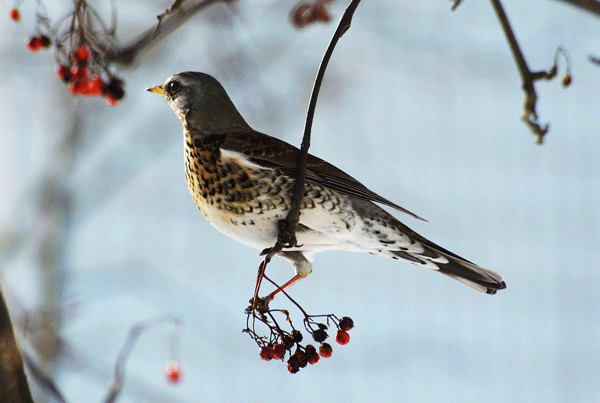 One of the Rare Birds in the Forests