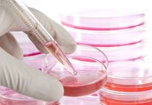 Iran to launch first stem cell factory