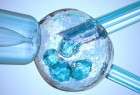 ​تعیین جنسیت با آی وی اف (IVF) ممکن است؟