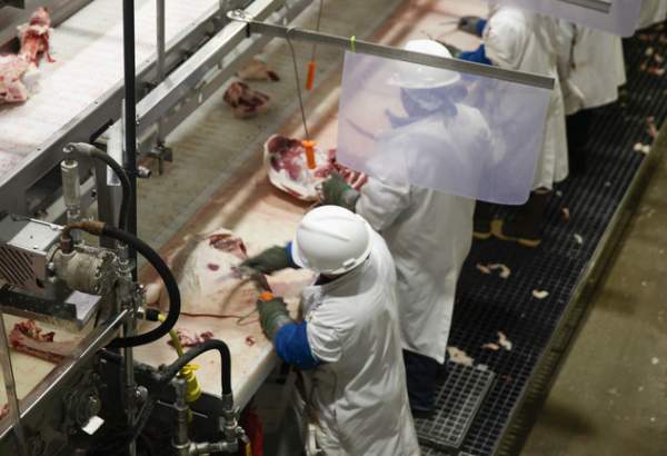 Children illegally sent to work at US slaughterhouses