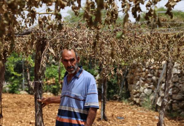 Israeli aggression on Gaza inflicts $1.3 m loss in Palestine’s agriculture sector