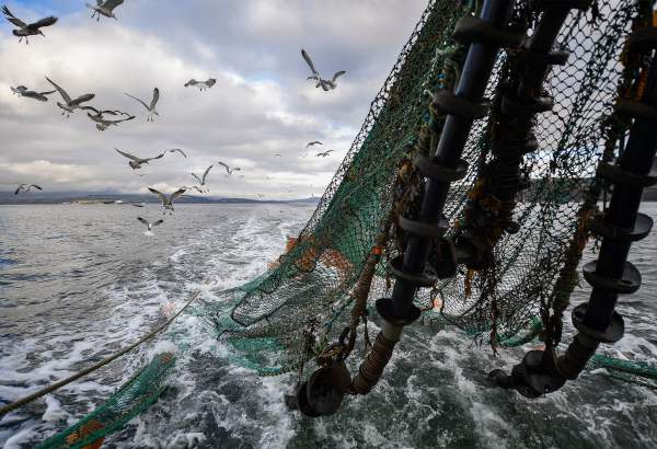 Les exportations trimestrielles de poisson de l’Iran dépassent 53 millions de dollars